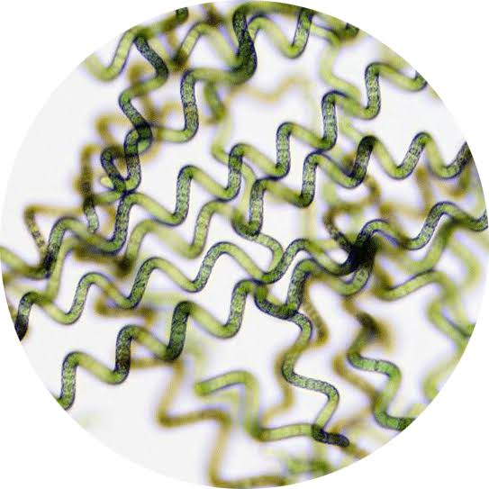 Spirulina Cultures